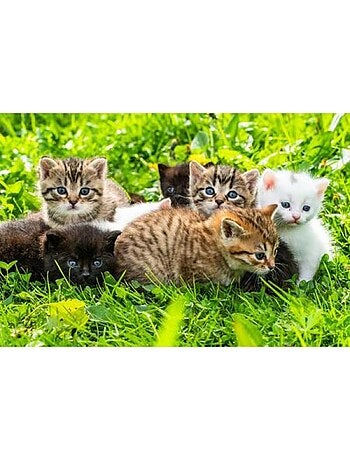 Puzzle 1000 Pièces Groupe De Chatons - Fabriqué en France