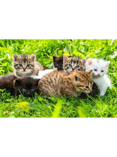 Puzzle 1000 Pièces Groupe De Chatons - Fabriqué en France - Kiabi