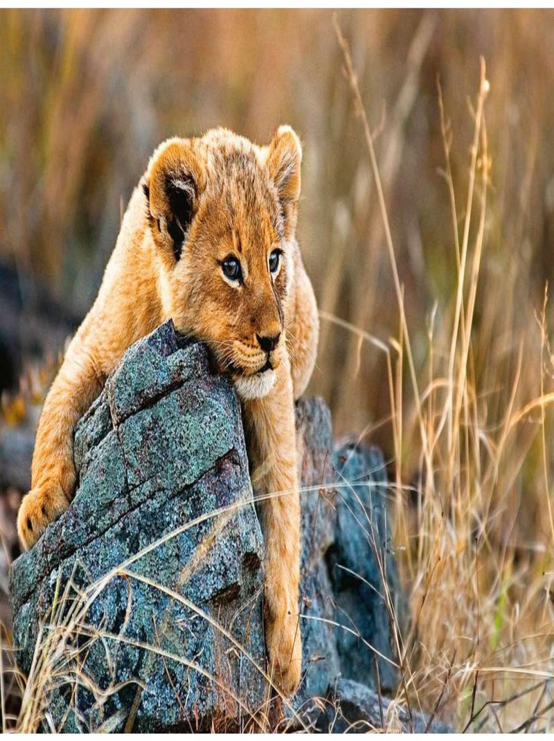 Puzzle 200 pièces XXL - Le petit lionceau N/A - Kiabi