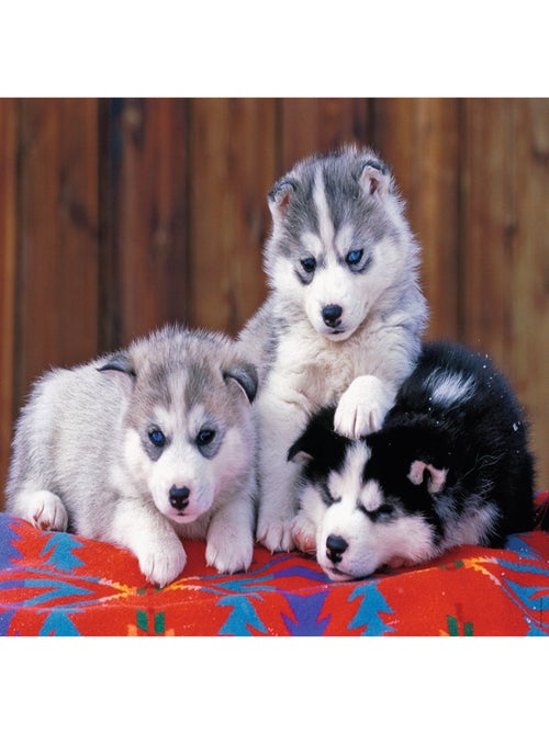 Puzzle 200 pièces XXL : Mignons huskies - Kiabi