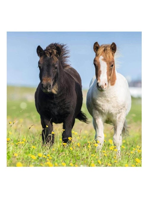 Puzzle 3 x 49 pièces : adorables poneys - Kiabi