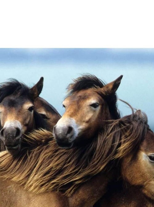 Puzzle 3 x 49 pièces : adorables poneys - Kiabi