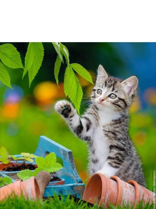 Puzzle 3 x 49 pièces : chatons tigrés - Kiabi