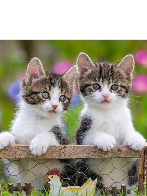 Puzzle 3 x 49 pièces : chatons tigrés - Kiabi