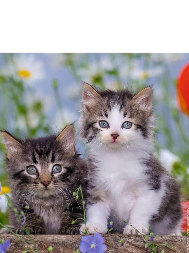 Puzzle 3 x 49 pièces : chatons tigrés N/A - Kiabi
