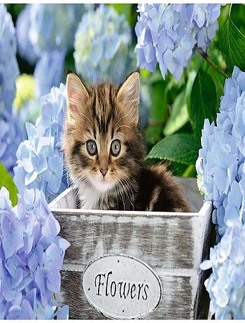 Puzzle 300 pièces XXL - Petit chaton