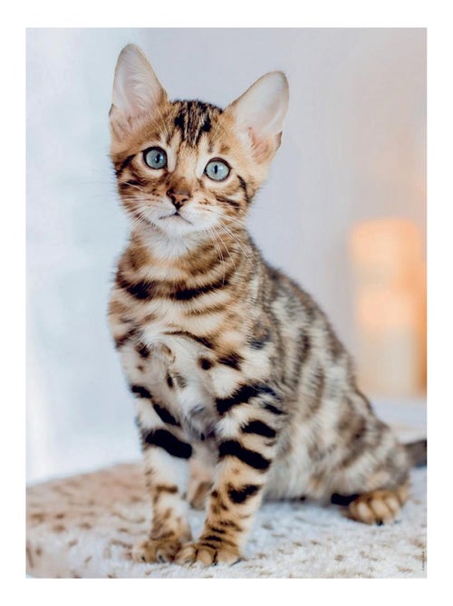 Puzzle 500 Pièces - Chaton Bengal  - Nathan - Kiabi