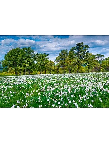 Puzzle 500 Pièces Clairière Fleurie - Fabriqué en France