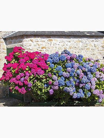 Puzzle 500 pièces Hortensia en Bretagne - Fabriqué en France