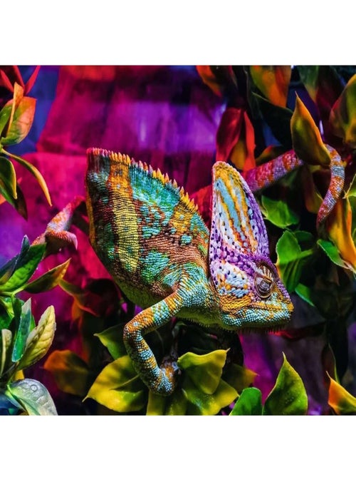 Puzzle Caméléon 500 pièces - Kiabi