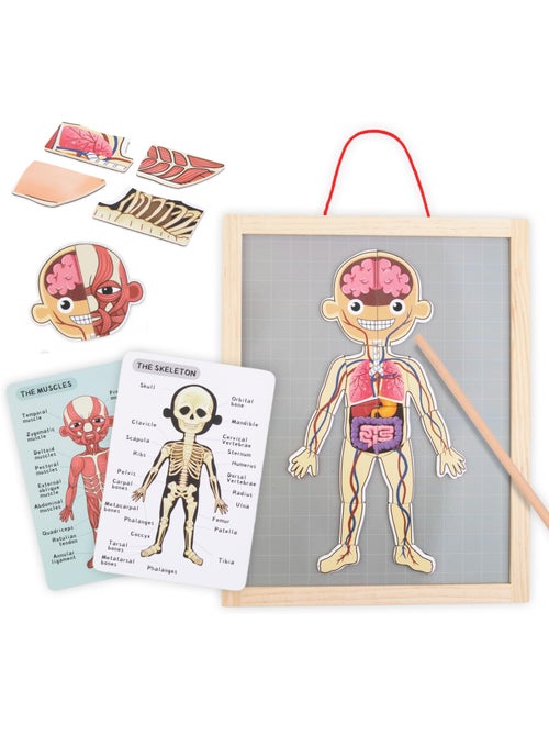Puzzle magnétique tableau anatomie corps humain bois mamabrum - Kiabi Puzzle magnétique tableau anatomie corps humain bois mamabrum - Kiabi