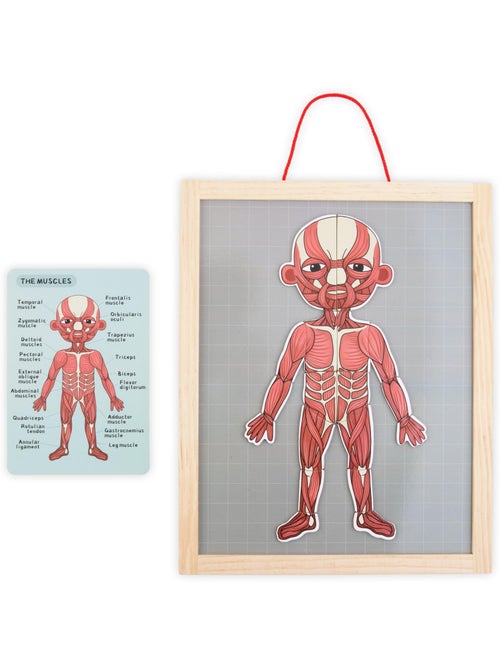 Puzzle magnétique tableau anatomie corps humain bois mamabrum - Kiabi Puzzle magnétique tableau anatomie corps humain bois mamabrum - Kiabi