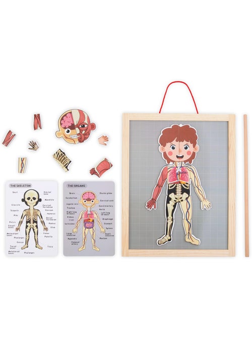 Puzzle magnétique tableau anatomie corps humain bois mamabrum - Kiabi Puzzle magnétique tableau anatomie corps humain bois mamabrum - Kiabi