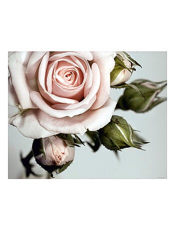 Rose, photo murale intissée, 360x270 cm, 4 parts