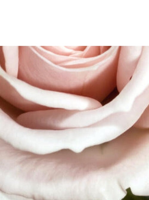 Rose, photo murale intissée, 360x270 cm, 4 parts - Kiabi