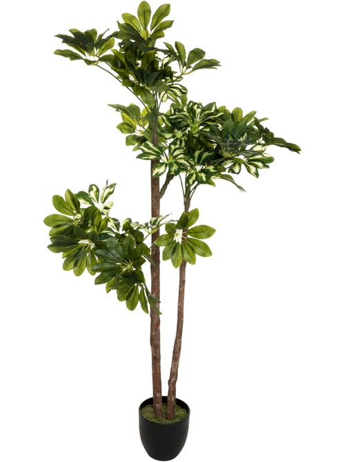 Schefflera artificiel - Kiabi