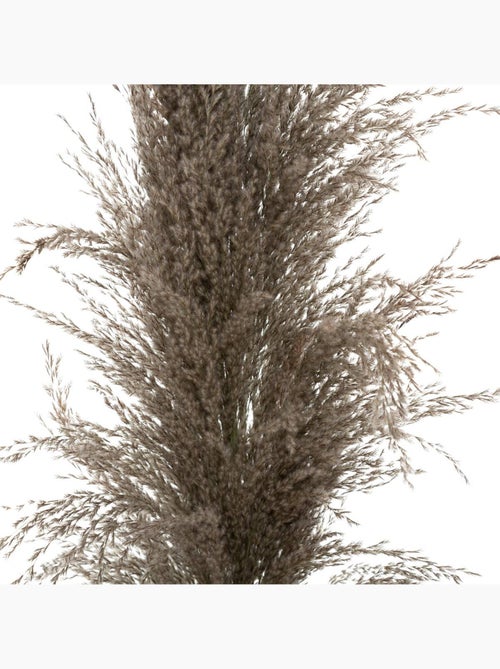 Set de 3 fleurs séchées PAMPA BRUNE - Kiabi