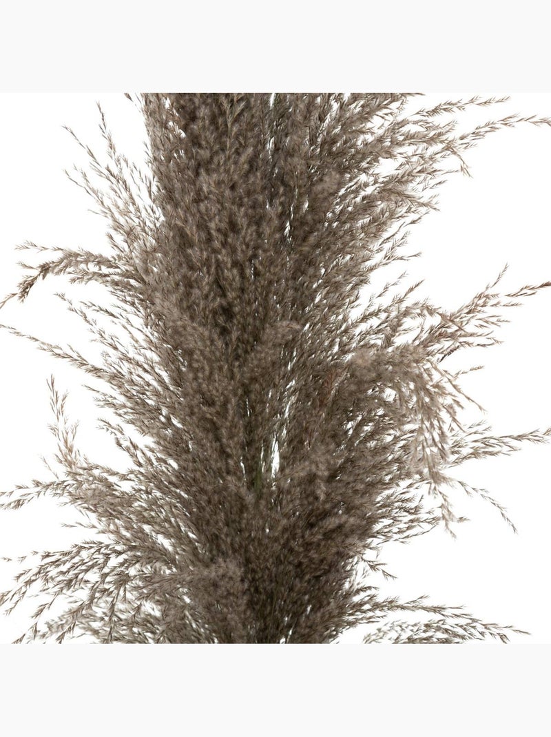 Set de 3 fleurs séchées PAMPA BRUNE Marron - Kiabi