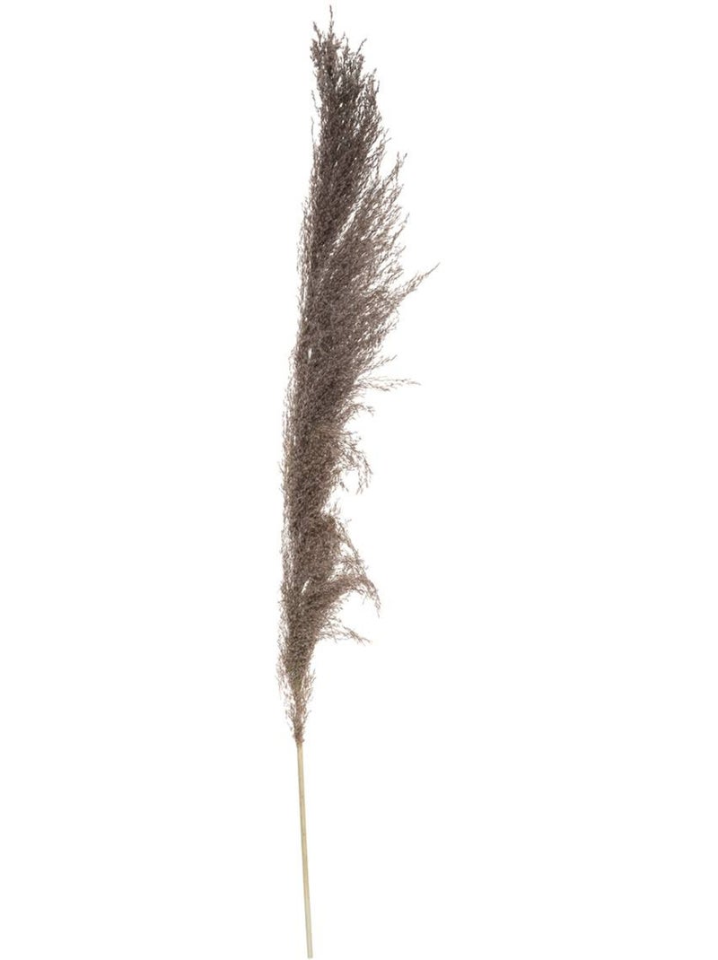 Set de 3 fleurs séchées PAMPA BRUNE Marron - Kiabi