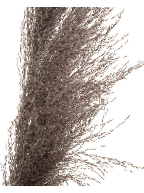 Set de 3 fleurs séchées PAMPA BRUNE - Kiabi