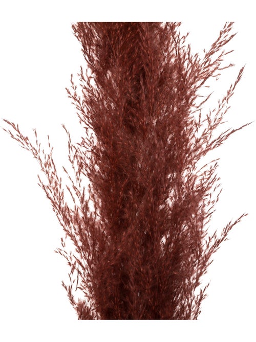 Set de 3 fleurs séchées PAMPA NATURELLE - Kiabi Set de 3 fleurs séchées PAMPA NATURELLE - Kiabi