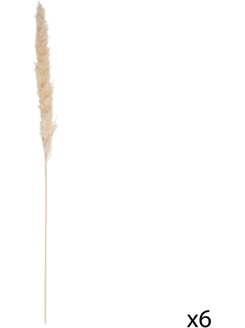 Set de 6 fleurs séchées PAMPA NATURELLE Beige - Kiabi