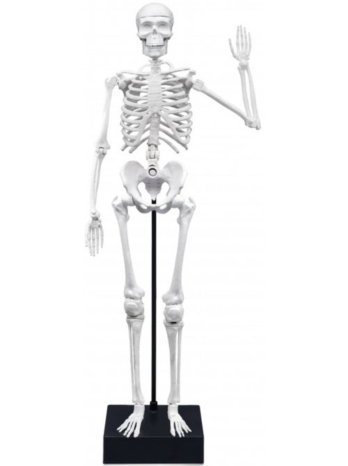 Squelette 45 cm - Kiabi