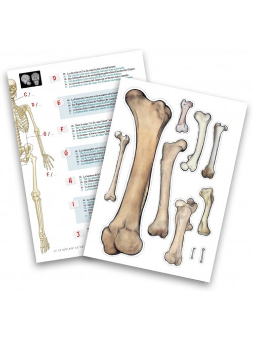 Squelette 45 cm - Kiabi