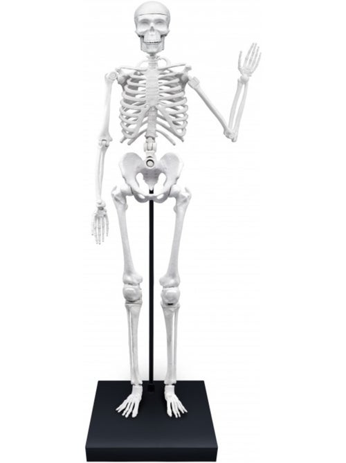 Squelette géant 85 cm - Kiabi