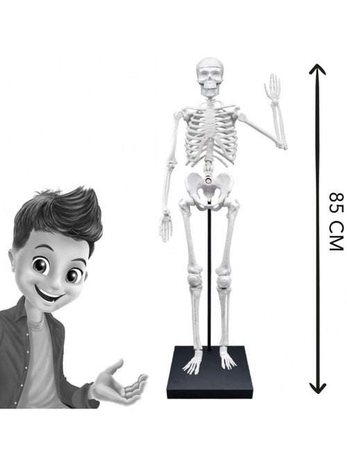 Squelette géant 85 cm - Kiabi