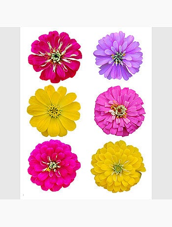 Sticker - grandes fleurs - 65x85 cm