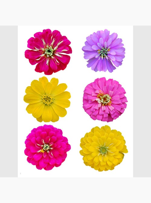 Sticker - grandes fleurs - 65x85 cm - Kiabi