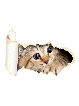 Sticker Chaton - 1 planche 42,5 x 65 cm
