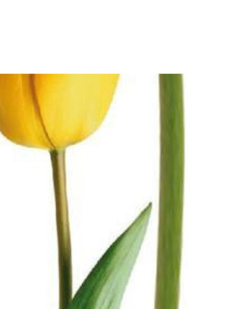 Sticker mural - 2 tulipes - 65 x 85 cm Multicolore - Kiabi