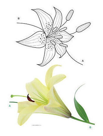 Sticker mural - Fleur de Lys - 65 x 85 cm