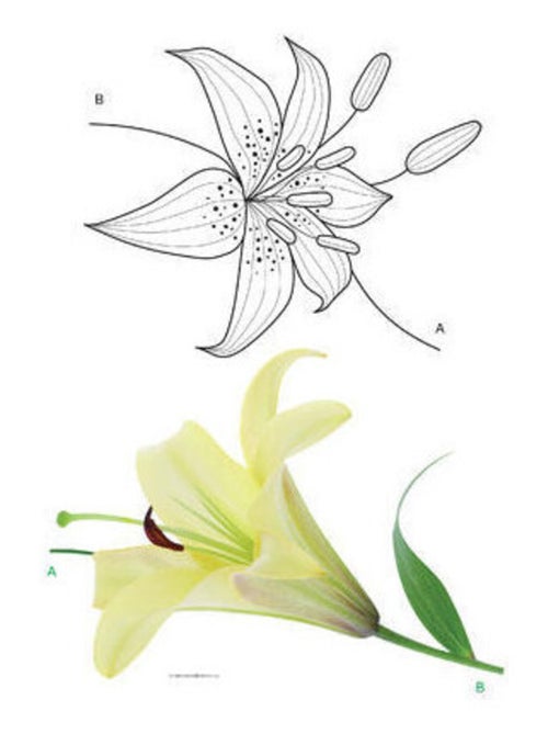 Sticker mural - Fleur de Lys - 65 x 85 cm - Kiabi