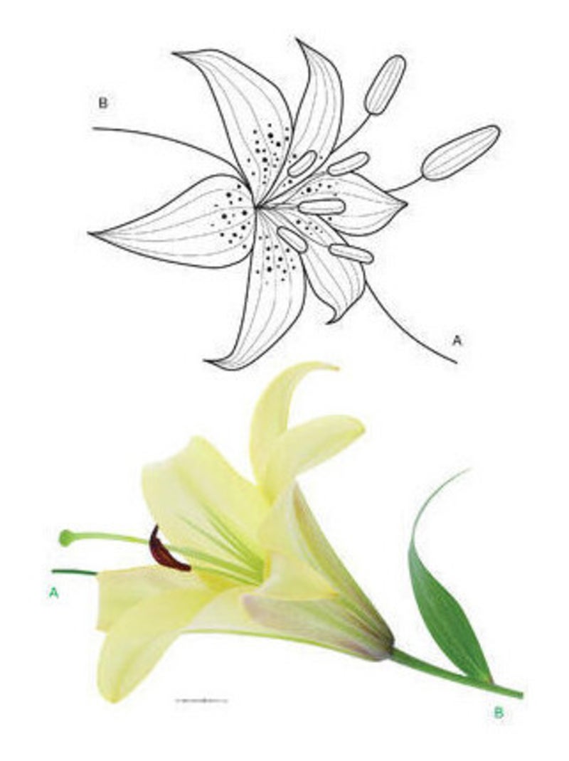 Sticker mural - Fleur de Lys - 65 x 85 cm Multicolore - Kiabi