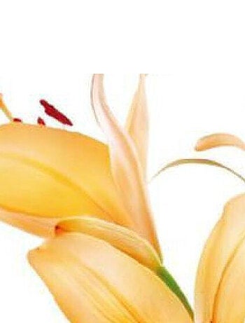 Sticker mural - Fleur de Lys Orange - 65 x 85 cm