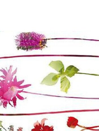 Sticker mural - Fleurs Colorées - 65 x 85 cm