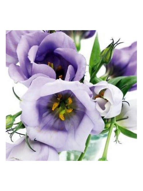 Sticker mural - Roses Violettes - 65 x 85 cm - Kiabi