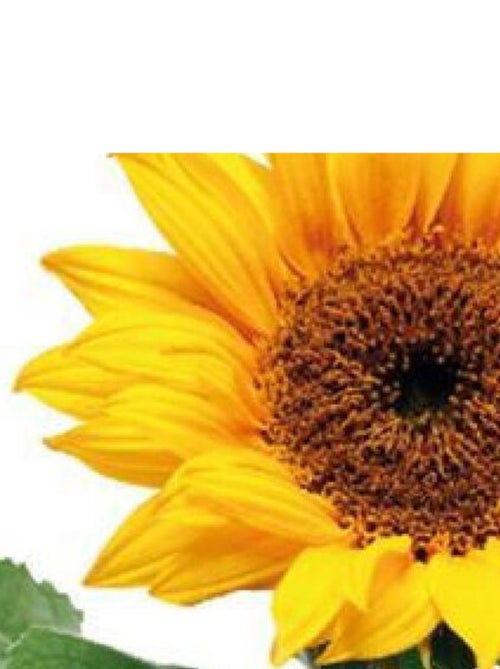 Sticker mural - Tournesol - 65 x 85 cm - Kiabi