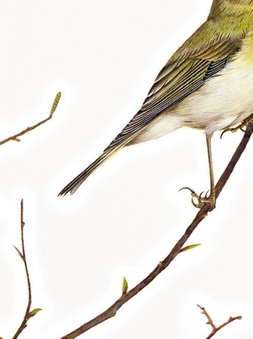 Sticker mural 12 oiseaux sur des branches - 50x70 cm - Kiabi