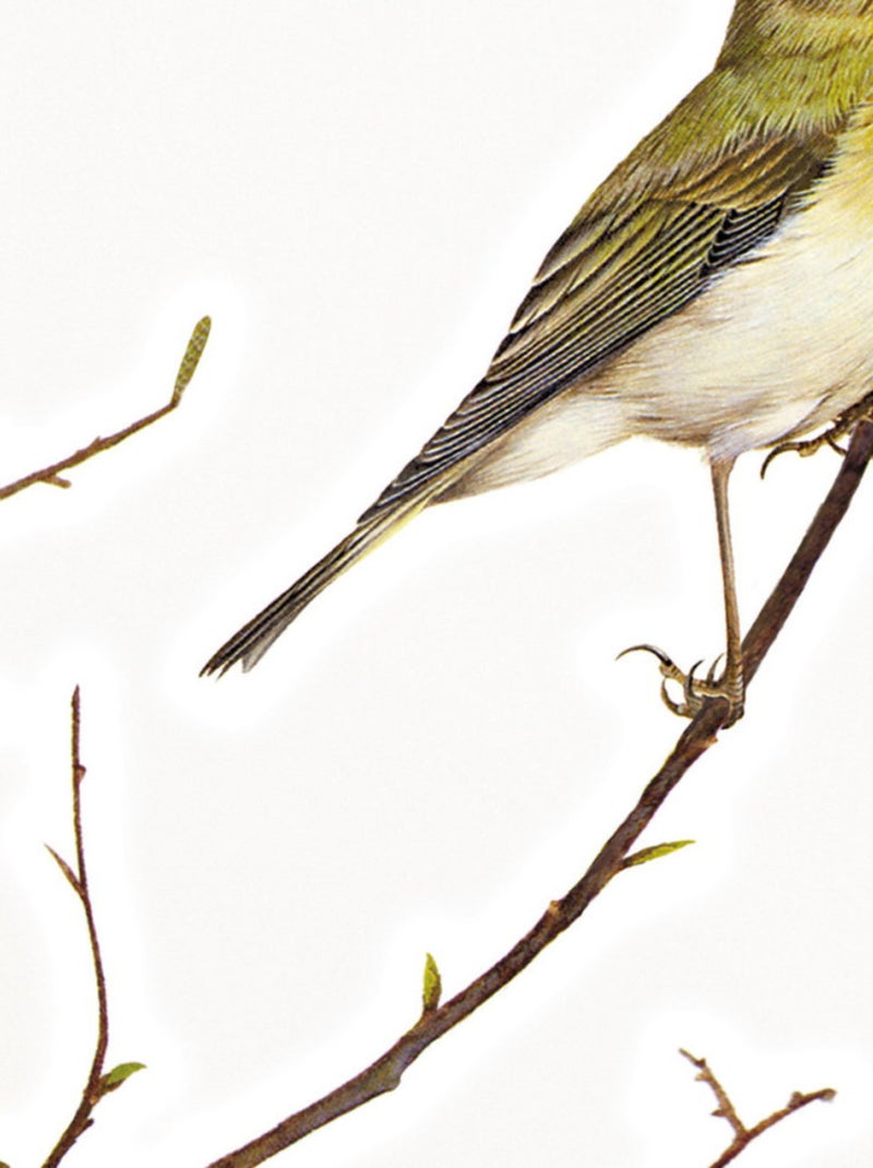 Sticker mural 12 oiseaux sur des branches - 50x70 cm Multicolore - Kiabi