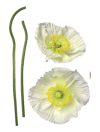 Sticker mural deux grandes fleurs de pavot blanc - 50x70 cm