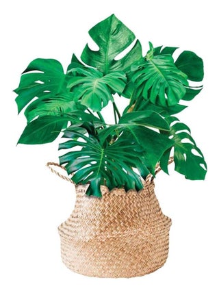 Sticker mural plante en pot
