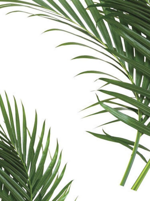 Stickers - Feuilles De Palmier - Hauteur 92.71 cm - Kiabi