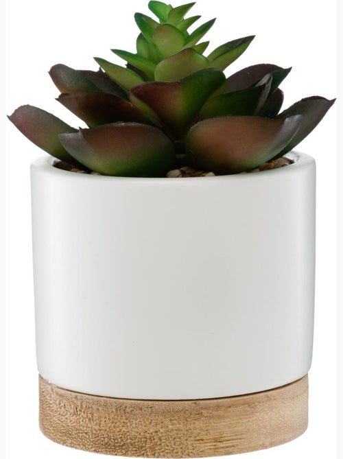 Succulente artificielle ARTY - Kiabi
