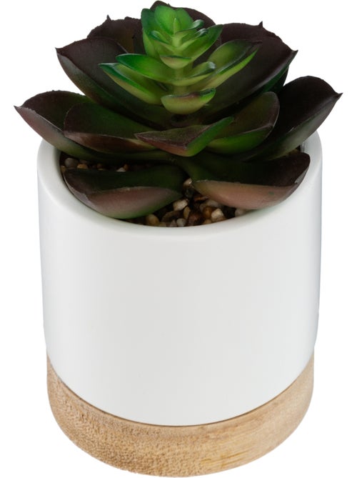 Succulente artificielle ARTY - Kiabi
