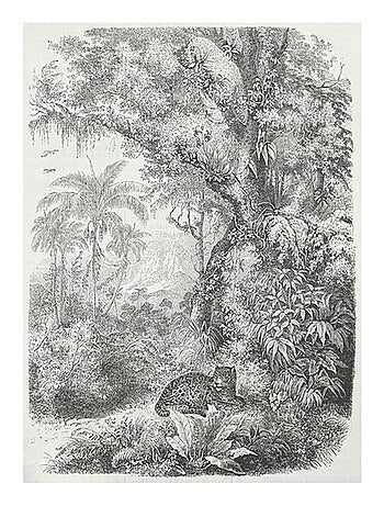 Tableau toile imprimée 50x70 cm Tropiques panthère - Kiabi