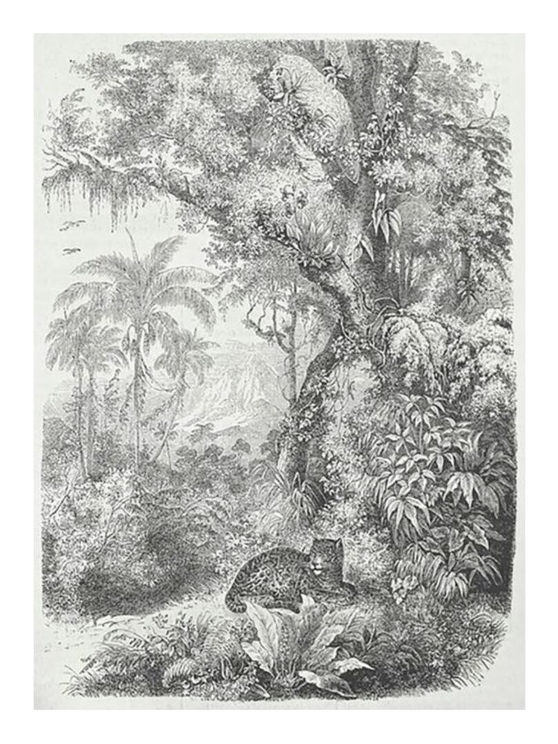 Tableau toile imprimée 50x70 cm Tropiques panthère Gris - Kiabi